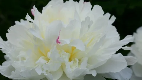 Bicycle without wheels black and white Stock Footage 112918258
