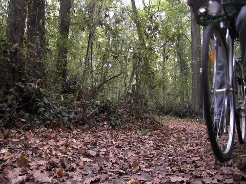 Bicycle in the wood worm's eye Stock Footage 83423399