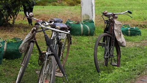 Bicycles and Tea Leaf Collection Bags in a Tea Garden Video stock 341675713