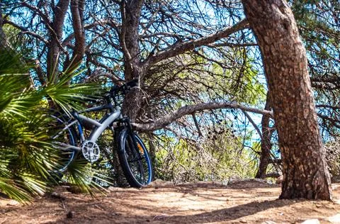 Bicycles are parked under a tree on a hill. Stock Photos