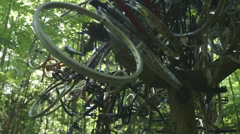 Bicycles attached to the top of a tree Stock Footage 63928710
