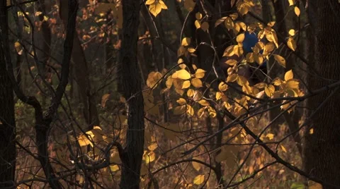 Bicycles in Autumn Forest Stock Footage 43219788