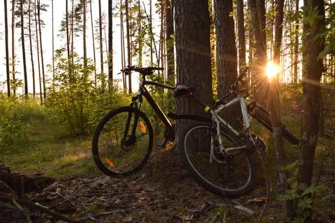 Bicycles in the forest Foto stock