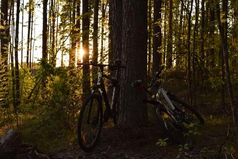 Bicycles in the forest Foto stock