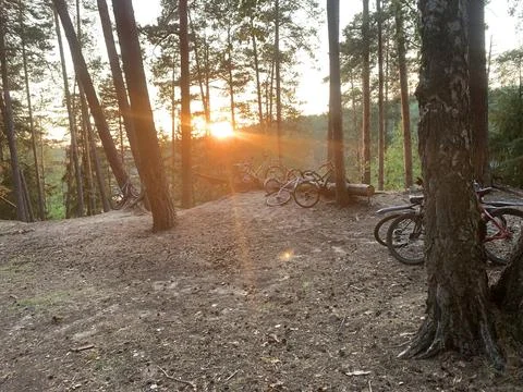 Bicycles in the forest Stock Photos