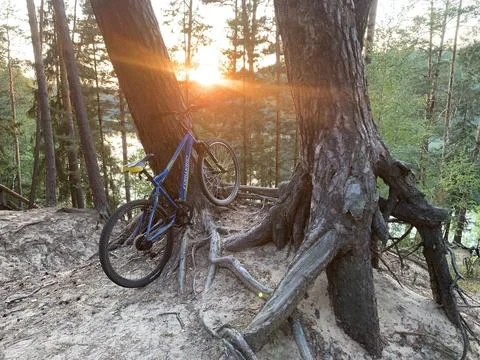 Bicycles in the forest Stock Photos