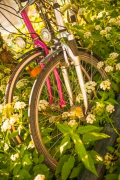 Bicycles hidden behind ground elder Stock Photos