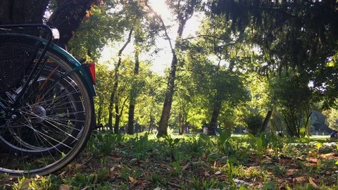 Bicycles parked in the park under the trees Stock Footage 120518832