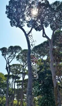 Bicycles in a tree Stock Photos
