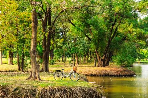 Bicycles under big tree in the park Stock Photos