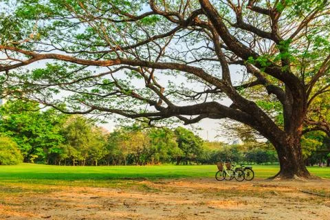 Bicycles under big tree in the park Stock Photos
