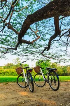 Bicycles under big tree in the park Stock Photos
