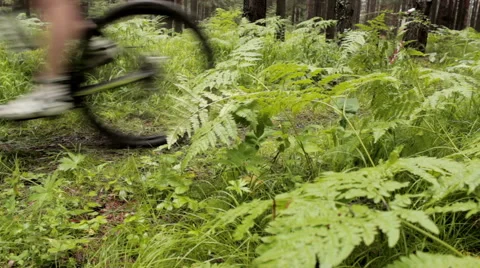 Bicycle's wheels ride in the forest Stock Footage 52998607