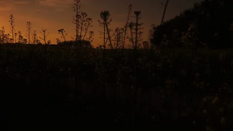 Bicyclesin the nature with yellow fields Видео 76483246
