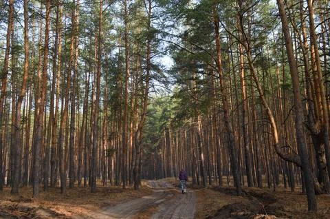 Bicyclist explores a tranquil forest path under the canopy of tall pine tre.. Stock Photos