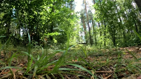 Bicyclist jumping on springboard step down gap at mountain bike front view in Stock Footage 159195220
