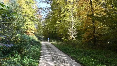 Bicyclist riding by on a forest path - HD Stock Footage 147554311