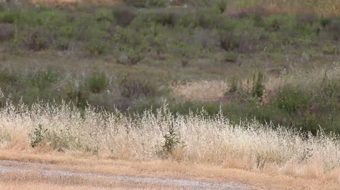 Bicyclists on a park trail Stock Footage 5327272