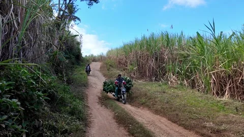 Bicyclists Riding on Dusty Pathway Surrounded by Sugarcane Fields Stock Footage 345159819