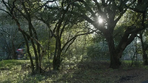 Bicyclists Riding Through Trees Stockbeeldmateriaal 85822885