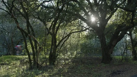 Bicyclists Riding Through Trees 스톡 동영상 85823115