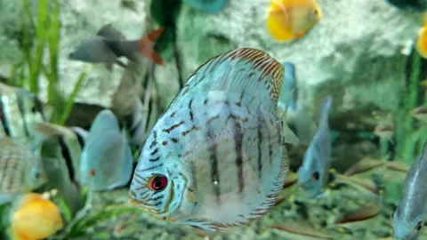 Bid blue fish in aqua Stock Footage 157410483