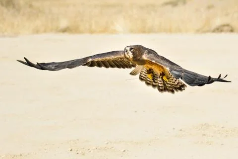 Bid flying low to the ground Stock Photos