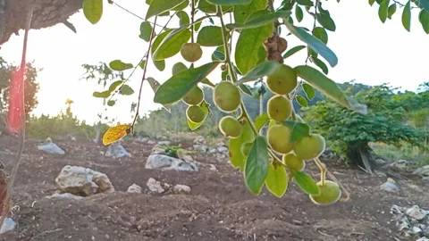 The bidara fruit is light green Stock Footage 318904767