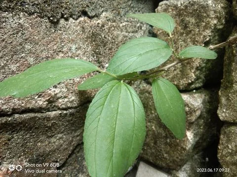 Bidara leaves Stock Photos