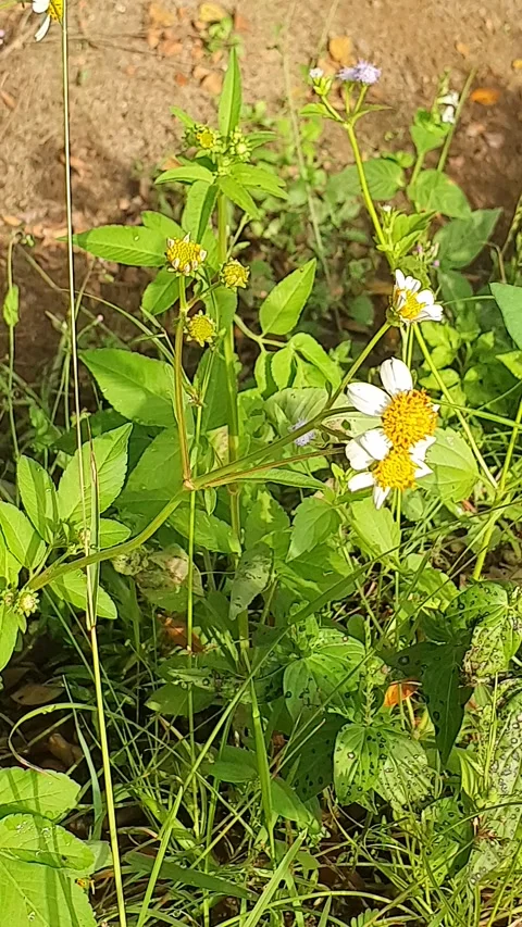 Bidens flowers with various positions Видео 337862263