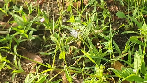 Bidens flowers with various positions Vidéo 337862441