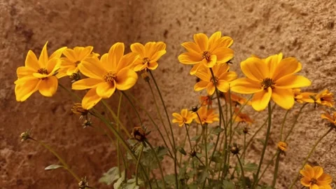 Bidens shaken by the wind Vídeo Stock 274330108