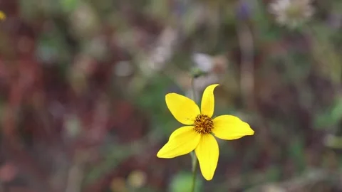 Bidens triplinervia flower. Stock Footage 296822011