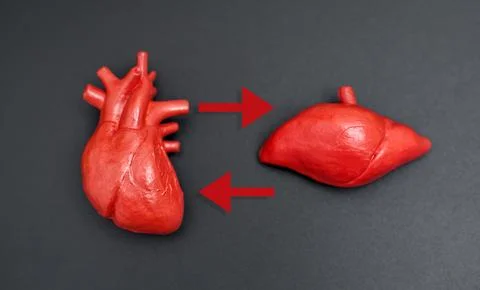 Bidirectional Arrows Between Heart And Liver Anatomical Models Stock Photos
