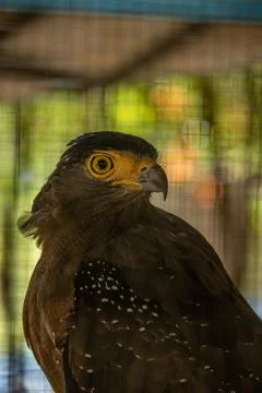 Bido snake eagle Stock Photos