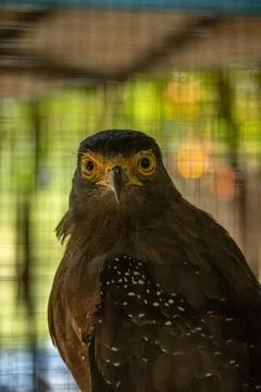 Bido snake eagle Stock Photos