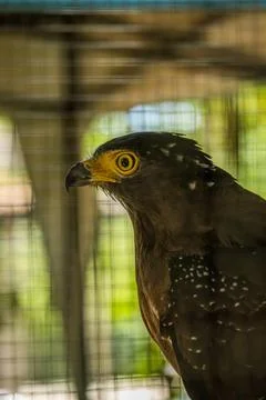 Bido snake eagle Stock Photos