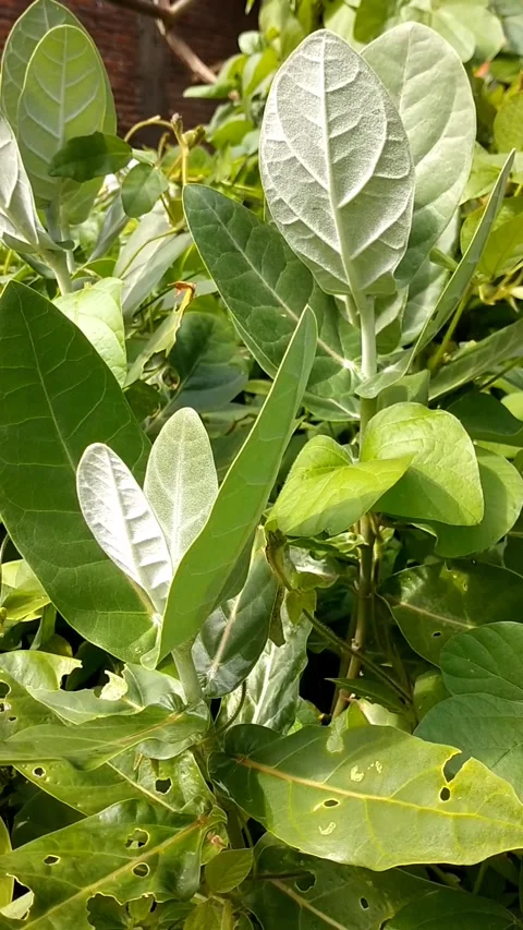 Biduri plant Stock Footage 326189522