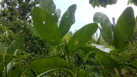 Biduri plant Stock Footage 328061788
