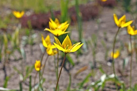 Bieberstein Tulip Stock Photos