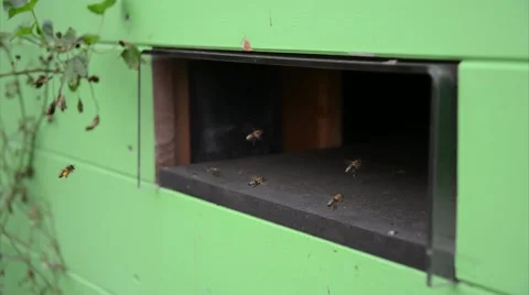 Bienen.mp4 Stock Footage 42650712