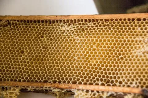Bienenwaben Stock Photos