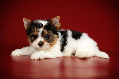 Biewer Yorkshire Terrier on colored backgrounds Stock Photos