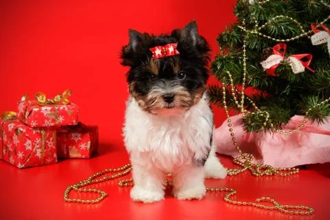 Biewer Yorkshire Terrier on colored backgrounds Stock Photos