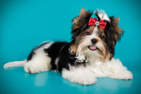 Biewer Yorkshire Terrier on colored backgrounds Stock Photos