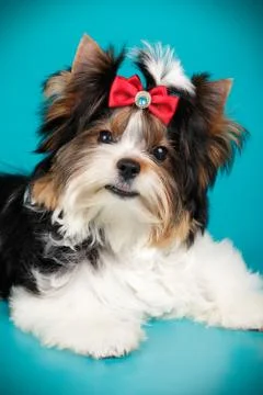 Biewer Yorkshire Terrier on colored backgrounds Stock Photos