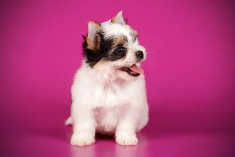 Biewer Yorkshire Terrier on colored backgrounds Stock Photos