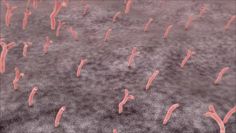 Bifidobacteria grow Microscopic demonstration Stock Footage 121202328