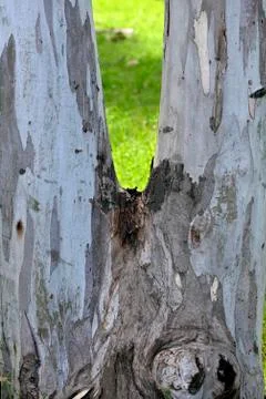 Bifurcated eucalyptus tree trunk Stock Photos