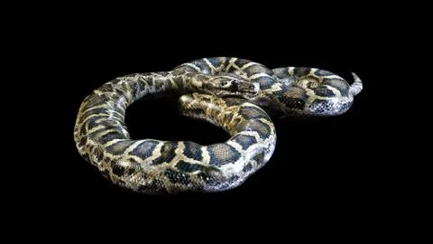 Big 3D Boa Constrictor coils and isolated on black background, 3d illustration Stock Illustration
